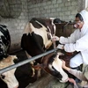 Nhân viên Chi cục Thú y tiêm vắcxin tụ huyết trùng cho đàn bò sữa của các hộ gia đình tại huyện Văn Giang, Hưng Yên. (Ảnh: Phạm Kiên/TTXVN)