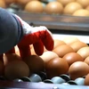Phân loại trứng gà tại một trang trại ở Wongju, tỉnh Gangwon, Hàn Quốc ngày 16/8. (Nguồn: Yonhap/TTXVN)