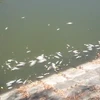 [Video] Cá chết bốc mùi hôi trên kênh Phú Lộc gần trung tâm Đà Nẵng