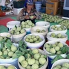 Hộ nông dân Trịnh Đức Thưởng ở thôn Tân Tiến, xã Hoàng Tiến, thị xã Chí Linh có hơn 2ha trồng na, mỗi năm thu lãi hơn 200 triệu đồng. (Ảnh: Vũ Sinh/TTXVN)