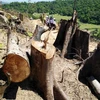 Nhiều cây cổ thụ bị lâm tặc đốn hạ còn trơ gốc tại hiện trường. (Ảnh: Nguyên Linh/TTXVN)
