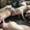 Lợn bị tiêm thuốc an thần chờ giết mổ tại cơ sở giết mổ Xuyên Á. (Ảnh: Tuấn Anh/TTXVN phát)