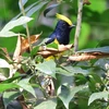 Chim Đầu Vàng tại tiểu khu rừng Khu bảo tồn thiên nhiên Xuân Liên. (Ảnh: Nguyễn Nam/TTXVN)