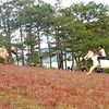 [Photo] Độc đáo đua ngựa không yên trên đồi cỏ hồng ở Đà Lạt