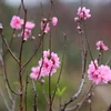Những bông hoa đào phai chớm nở tại vườn đào Nhật Tân. Ảnh minh họa. (Ảnh: Thành Đạt/TTXVN)