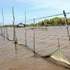 Khuôn viên nuôi sò của các đối tượng tại xã Rạch Chèo, Cà Mau. (Ảnh: Huỳnh Thế Anh/TTXVN)