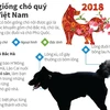 [Infographics] Bốn giống chó "tứ đại quốc khuyển" của Việt Nam