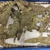 Cá sấu con còn sống bị thu giữ ở sân bay Heathrow. (Nguồn: news.sky.com)