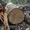 Bắt khẩn cấp đối tượng mua bán hơn 60m3 gỗ không rõ nguồn gốc