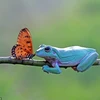 Nhiếp ảnh gia Indonesia gây sốt với loạt ảnh "tình yêu bướm và ếch"