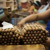 Sản xuất xì gà trong nhà máy tập đoàn quốc doanh xì gà Tabacuba. (Nguồn: Bloomberg)