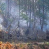Nghệ An dập tắt vụ cháy lớn rừng thông tại Khánh Sơn