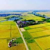 Cánh đồng lúa của nhân dân xã Ninh Thành, huyện Ninh Giang thuận lợi hơn trong việc canh tác và cho hiệu quả kinh tế cao. (Ảnh: Phương Hoa/TTXVN)