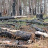 Gia Lai kỷ luật nhiều cán bộ cấp huyện, xã do để lâm tặc phá rừng 