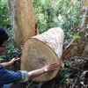 Một cây gỗ lớn bị lâm tặc đốn hạ nhưng chưa kịp đưa ra khỏi hiện trường. (Ảnh: Nguyên Linh/TTXVN)
