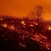Lửa cháy rừng bốc dữ dội ở Clearlake Oaks, California, ngày 5/8. (Nguồn: AFP/ TTXVN)