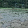 Mưa lũ trong đêm làm hơn 40 ha lúa bị cuốn trôi và vùi lấp; hơn 12ha ao cá và trên 3ha hoa màu của người dân xã Phổng Lăng, huyện Thuận Châu (Sơn La) bị mất trắng. (Ảnh: Nguyễn Chiến/TTXVN)