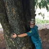 Điều tra vụ đào trộm cây giáng hương gần 100 năm tuổi ở Dầu Tiếng