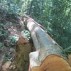 Điều tra vụ phá rừng và cướp tang vật giữa rừng phòng hộ Sêrêpốk 