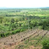 Nhiều sai phạm tại các ban quản lý rừng phòng hộ tỉnh Gia Lai