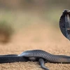 Điện Biên: “Rắn chúa bà” ở miếu Thanh Chăn chỉ là rắn bình thường