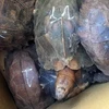 Gần 500kg cá thể rùa và rắn bị bắt giữ. (Ảnh: Quang Thái/TTXVN)