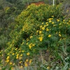Hình ảnh hoa dã quỳ nhuộm vàng óng núi rừng Tây Bắc