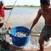 Người dân xã Tân Hòa (Tân Thạnh, Long An) thu hoạch cá tra giống. (Ảnh: Bùi Giang/TTXVN)