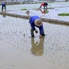 Vụ Đông Xuân, các tỉnh phía Bắc có kế hoạch giảm 5.600ha lúa