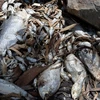Cá chết hàng loạt tại sông Darling gần thị trấn Memindee, bang New South Wales. (Nguồn: the Guardian)