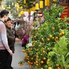Người dân chọn mua những mặt hàng cho Tết Nguyên Đán tại chợ hoa Hàng Lược, Hà Nội. (Ảnh: Khánh Hòa/TTXVN)