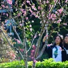[Photo] Mê mẩn với sắc đào mùa Xuân ở Trung Quốc