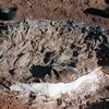 Một hóa thạch 220 triệu năm tuổi tại Công viên Quốc gia Ischigualasto ở San Juan, Argentina. (Nguồn: AFP)
