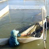 Hợp tác xã sản xuất nông nghiệp và thủy sản Lộc Hà (huyện Lộc Hà, Hà Tĩnh) sản xuất con giống cá rô phi thương phẩm. (Ảnh: Vũ Sinh/TTXVN)
