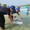 Đoàn viên thanh niên thành phố Nha Trang và cán bộ nghiên cứu giống trên địa bàn tỉnh Khánh Hòa thả tôm tái tạo nguồn lợi thủy sản. (Ảnh: Phan Sáu/TTXVN)