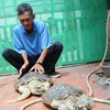 2 cá thể rùa biển quý hiếm được nuôi tại gia đình ông Võ Kim Chí. (Ảnh: Hoàng Nhị/TTXVN)