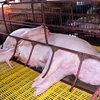 Lợn bị chết nằm la liệt trong chuồng của hộ chăn nuôi Đặng Văn Đoàn, tổ 6, thị trấn huyện Cẩm Xuyên, Hà Tĩnh. (Ảnh: Công Tường/TTXVN)