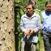 Một đối tượng thực hiện lại hành vi phá hoại rừng thông bị bắt giữ ở Lâm Đồng. (Ảnh: Đặng Tuấn/TTXVN)