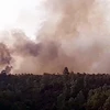 Cháy rừng keo xảy ra tại xã Quế Thọ, huyện Hiệp Đức, Quảng Nam. (Nguồn: TTXVN phát)