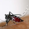 Muỗi vằn, có tên khoa học là Aedes albopictus. (Nguồn: AFP/TTXVN)