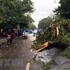 Lâm Đồng: Mưa lốc làm đổ nhiều cây, hư hỏng phương tiện giao thông 