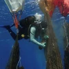 Trục vớt túi nylon rác thải từ dưới biển ở ngoài khơi đảo Andros của Hy Lạp. (Nguồn: Reuters)