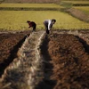 Nông dân Triều Tiên canh tác trên đồng ruộng. (Nguồn: AP)