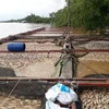 Lũ thượng nguồn đổ về lớn làm nước sông Đồng Nai chuyển màu đục ngầu khiến hàng ngàn tấn cá bè nuôi tại huyện Định Quán bị chết trắng. (Ảnh: Sỹ Tuyên/TTXVN)
