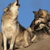 Loài sói xám, một trong những loài động vật hoang dã quý hiếm ở Mỹ. (Nguồn: CBS News)