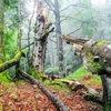 Rừng sồi cao tuổi trong Công viên quốc gia Kalkalpen. (Nguồn: European Wilderness Society)