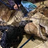 Bắt giữ 30 nghi phạm trong đường dây trộm chó ở Thanh Hóa