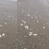 Không còn tình trạng cá chết trôi vào bờ biển Hà Tĩnh
