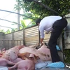 Một vụ bắt giữ xe tải vận chuyển lợn trái phép ở Bạc Liêu. (Ảnh: Huỳnh Sử/TTXVN)