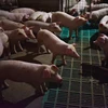 Một trang trại nuôi lợn ở huyện Yiyang, tỉnh Hà Nam, Trung Quốc. (Nguồn: AFP/TTXVN)